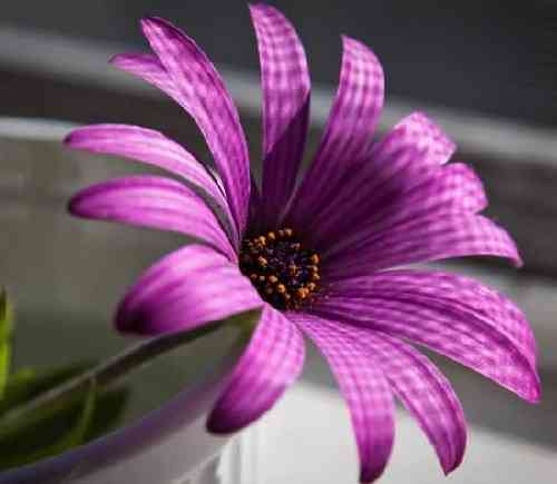 پیمان یعقوبی آی خدا